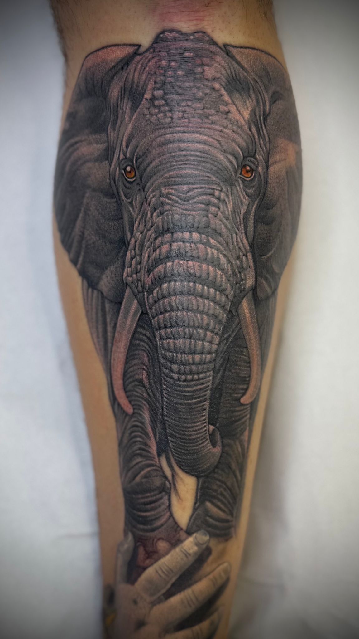 Elefante realismo pierna